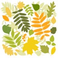 Vector leaves set, maple, oak, rowan, birch.