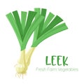 Vector leek isolated on white background.Vegetable illustration for farm market menu. Healthy food design poster Royalty Free Stock Photo