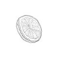 Vector Lemon Slice, Lemonade Ingredient Hand Drawn Illustration, Outline Drawing Isolated. Royalty Free Stock Photo