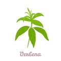 Vector lemon verbena plant. Medicinal, aromatic herb. Royalty Free Stock Photo