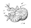 Vector lemons and mint. Isolated on white background. Hand drawn illustration. fruit sliced piece and leaves drawing.