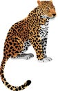 Vector Leopard Panthera pardus Royalty Free Stock Photo