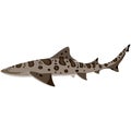 Vector leopard shark illustration isolated on white Royalty Free Stock Photo