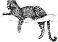 Vector leopard wild cats illustration