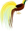 Vector Lesser Bird of Paradise or Paradisaea minor. Bird of Papua New Guinea.