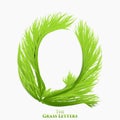 Vector letter Q of juicy grass alphabet. Green Q symbol consisting of growing grass. Realistic alphabet of organic