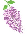 Vector lilac flower