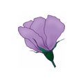 Vector lilac tropical hibiscus flowers isolated on white background. Side view