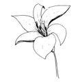 Vector Lily floral botanical flower. Black and white engraved ink art. Isolated lilium illustration element.