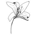 Vector Lily floral botanical flower. Black and white engraved ink art. Isolated lilium illustration element.