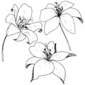 Vector Lily floral botanical flower. Engraved ink art on white background. Isolated lilium illustration element. Royalty Free Stock Photo