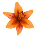 Vector Lily Flower