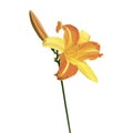 Vector lily flower