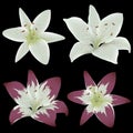 Vector lily flowers
