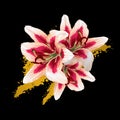 Vector lily illustration. Royalty Free Stock Photo