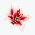 Vector lily illustration. Royalty Free Stock Photo