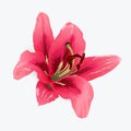 Vector lily illustration. Royalty Free Stock Photo