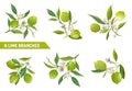 Vector Lime Branches Design Elements. Floral Citrus Fruits, Flowers, Leaves, Lemons Bouquet Illustration Set Royalty Free Stock Photo