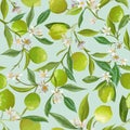 Vector Lime Floral Background, Seamless Fruit Pattern, Citrus Fruits, Flowers, Leaves, Limes Branches Texture Royalty Free Stock Photo