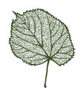 Vector linden leaf