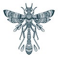 Vector Line Art Illustration Of Dragonfly Beetle