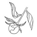 Vector line art illustration of unblown peony bud Royalty Free Stock Photo