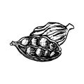 Vector line drawing handmade cardamom isolated on white background. sketches of spices