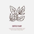Vector line icon of coffee tree. Coffee plant linear logo. Outline symbol for cafe, bar, shop. Coffeemaking design