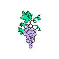 Vector Line icon. Grape. One line colored drawing. Isolated on white background Royalty Free Stock Photo