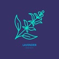 Vector line icon of lavender bunch. Herbal essential oils sign, floral aroma