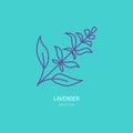 Vector line icon of lavender bunch. Herbal essential oils sign, floral aroma