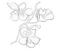 Vector line illustration. A sketch of a flower. Apricot or peach flower.