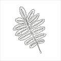 Vector line rowan leaf icon