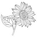 Vector line sunflower. Summer nature. Hand drawn style flower illustration.