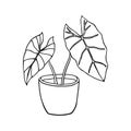 Vector linear sketch Alocasia house plant pot illustration