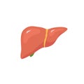 Vector liver icon flat logo. Human disease health design. Liver anatomy medical healthy icon