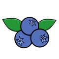 Vector logo design of three blueberries with two leaves