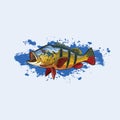 Vector logo illustration jumping peacock bass fishing