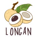Vector logo of longan fruit isolated on white background.