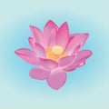 Vector Lotus Flower - water lilly