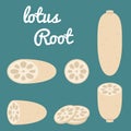 Vector Lotus root