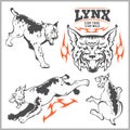 Vector lynx head, face for retro logos, emblems, badges, labels template and t-shirt vintage design element.