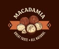 Vector macadamia colorful logo Royalty Free Stock Photo