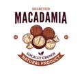 Vector macadamia colorful logo Royalty Free Stock Photo