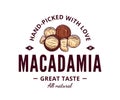 Vector macadamia colorful logo Royalty Free Stock Photo