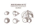 Vector Macadamia Hand Drawn Illustrations Set, Isolated Sketches, Nuts Drawings, Detailed Illustration.