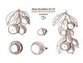 Vector Macadamia Hand Drawn Illustrations Set, Sketches.