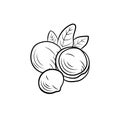 Vector macadamia illustration, nuts group with leaves isolated on white background, black lines.