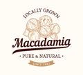 Vector macadamia logo Royalty Free Stock Photo