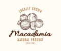 Vector macadamia logo Royalty Free Stock Photo